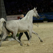 Emandoria  - Bronze Senior Female Champion | Stadina Koni Michalow