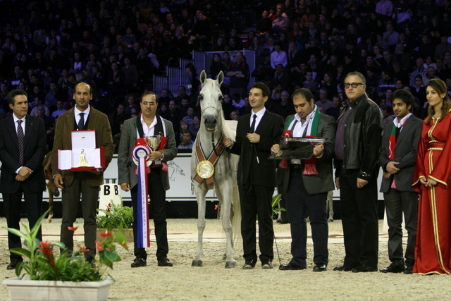 Ladi Veronika - Silver Senior Mare Champion | Dubai Arabian Horse Stud