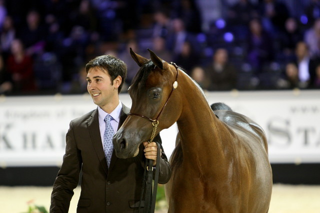 Najda Al Zobair  - Gold Junior Mare Champion | Al Zobair Stud