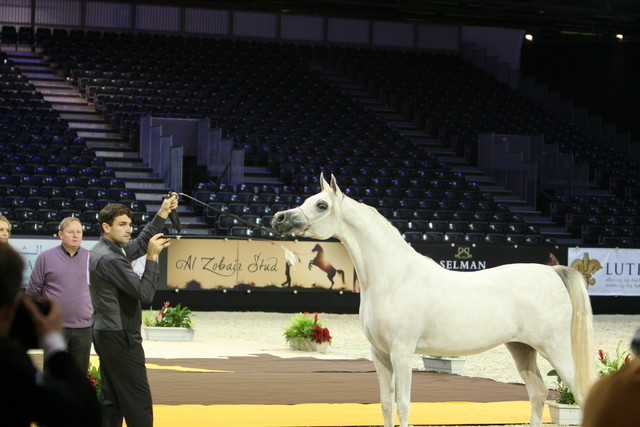 FM Gloriaa  - Silver Junior Mare Champion | James & Christel Swaenepoel / Belgium