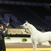 FM Gloriaa  - Silver Junior Mare Champion | James & Christel Swaenepoel / Belgium