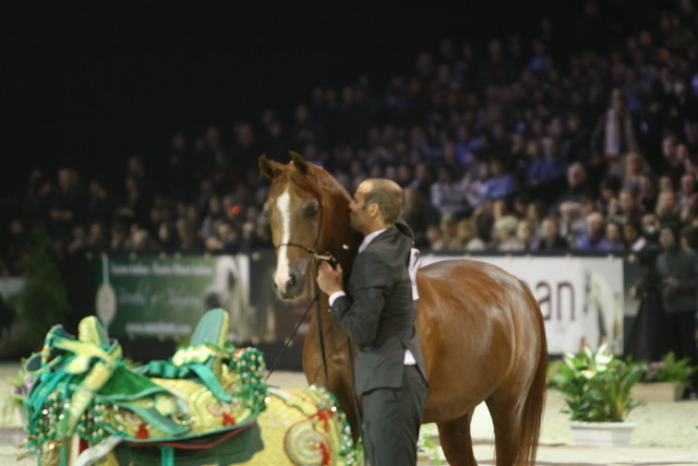 Abha Qatar  - Gold Jr. Champion Colt | HRH Prince Abdullah Bin Fahd Al Saud | Al Mohamadia Stud