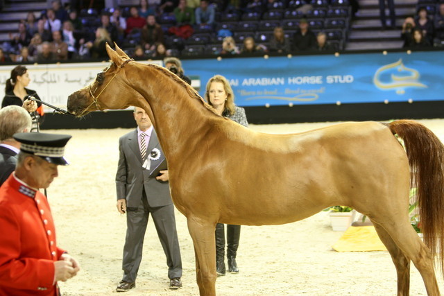 Kwestura  - Gold Senior Mare Champion | Sheikh Ammar Bin Humaid Al Nuaimi | Ajman Stud
