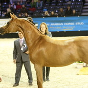 Kwestura  - Gold Senior Mare Champion | Sheikh Ammar Bin Humaid Al Nuaimi | Ajman Stud