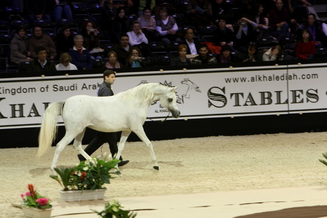 Salon Du Cheval World Champions