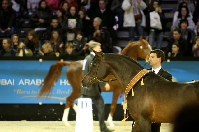 Salon Du Cheval World Champions