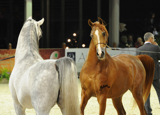 ABHA Qatar & El Palacio