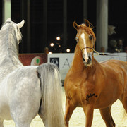 ABHA Qatar & El Palacio