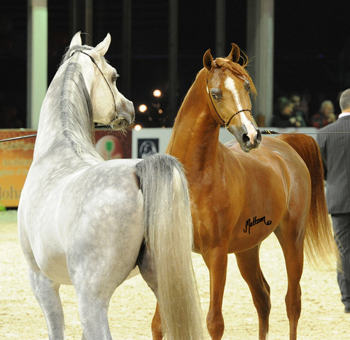 ABHA Qatar & El Palacio