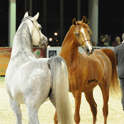 ABHA Qatar & El Palacio