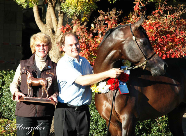 2009 U.S. National Arabian And Half-Arabian Purebred Halter Championships