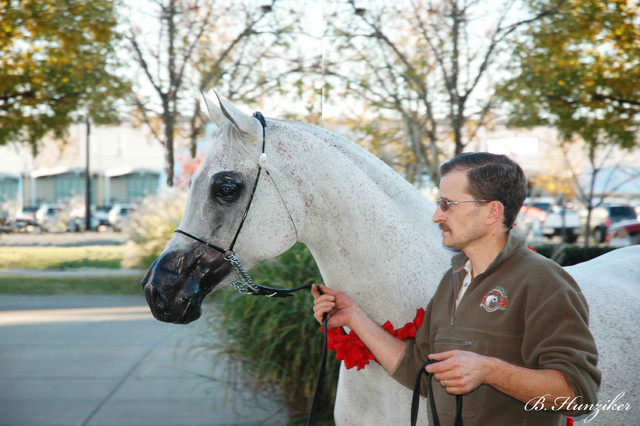 2009 U.S. National Arabian And Half-Arabian Purebred Halter Championships