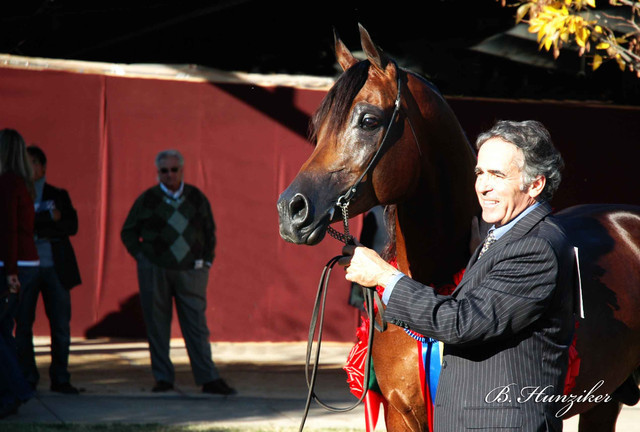 2009 U.S. National Arabian And Half-Arabian Purebred Halter Championships