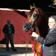 2009 U.S. National Arabian And Half-Arabian Purebred Halter Championships