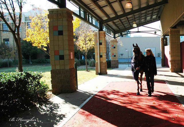 2009 U.S. National Arabian And Half-Arabian Purebred Halter Championships