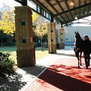 2009 U.S. National Arabian And Half-Arabian Purebred Halter Championships