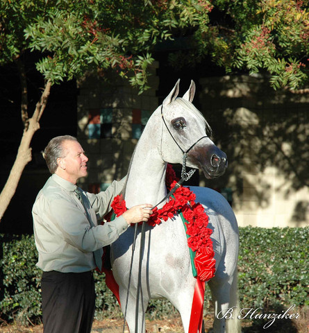 2009 U.S. National Arabian And Half-Arabian Purebred Halter Championships