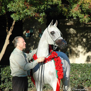 2009 U.S. National Arabian And Half-Arabian Purebred Halter Championships