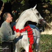 2009 U.S. National Arabian And Half-Arabian Purebred Halter Championships