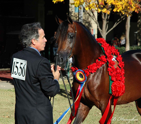 2009 U.S. National Arabian And Half-Arabian Purebred Halter Championships
