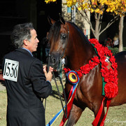 2009 U.S. National Arabian And Half-Arabian Purebred Halter Championships