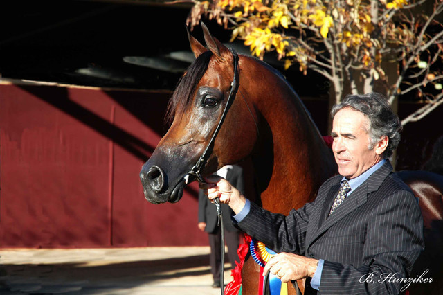 2009 U.S. National Arabian And Half-Arabian Purebred Halter Championships