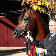 2009 U.S. National Arabian And Half-Arabian Purebred Halter Championships