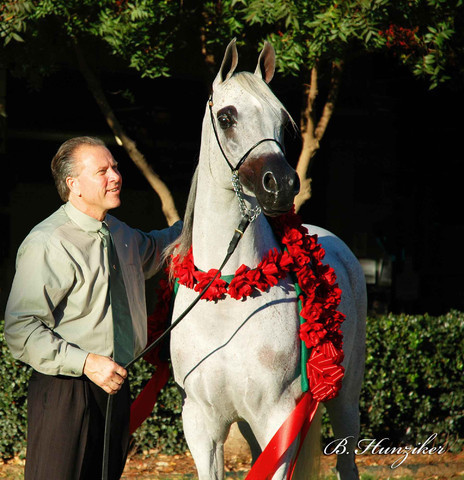 2009 U.S. National Arabian And Half-Arabian Purebred Halter Championships