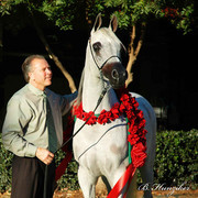 2009 U.S. National Arabian And Half-Arabian Purebred Halter Championships