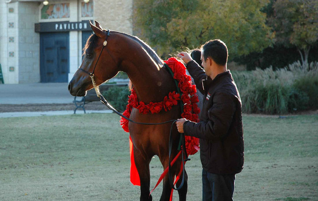 2009 U.S. National Arabian And Half-Arabian Purebred Halter Championships