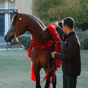 2009 U.S. National Arabian And Half-Arabian Purebred Halter Championships