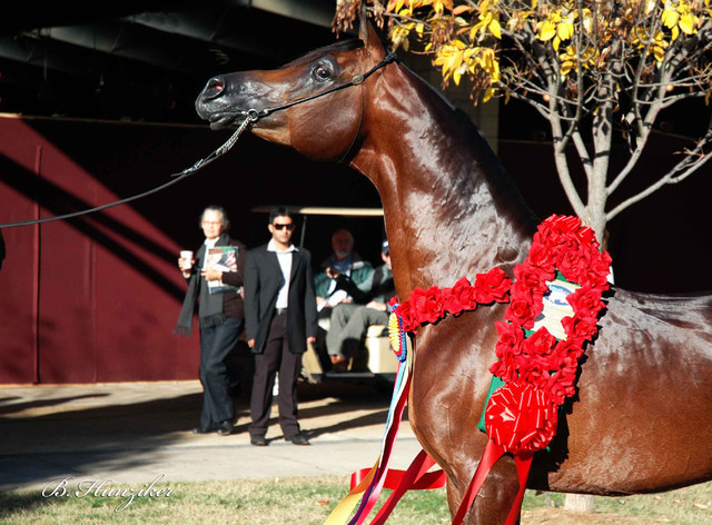 2009 U.S. National Arabian And Half-Arabian Purebred Halter Championships