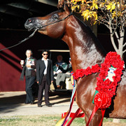 2009 U.S. National Arabian And Half-Arabian Purebred Halter Championships