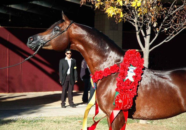 2009 U.S. National Arabian And Half-Arabian Purebred Halter Championships