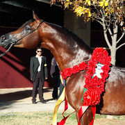 2009 U.S. National Arabian And Half-Arabian Purebred Halter Championships