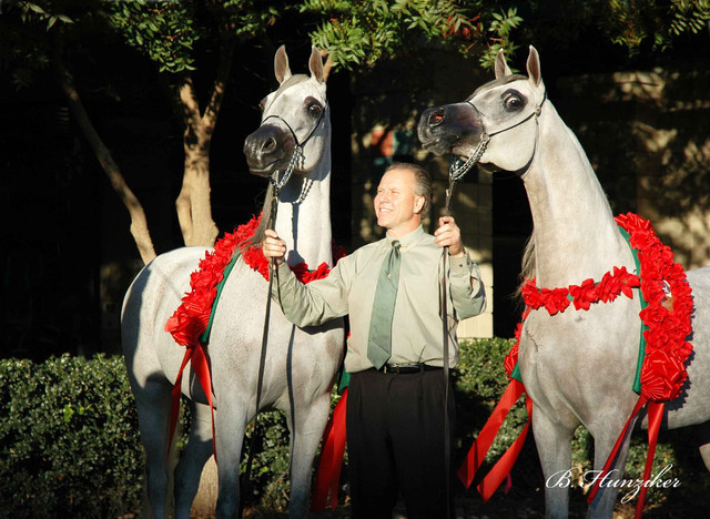 2009 U.S. National Arabian And Half-Arabian Purebred Halter Championships