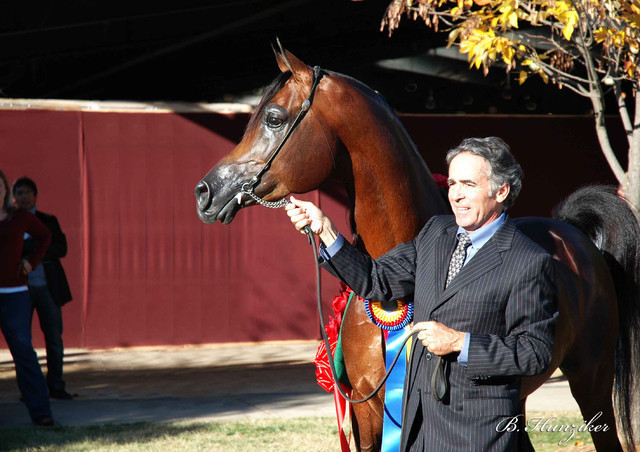 2009 U.S. National Arabian And Half-Arabian Purebred Halter Championships