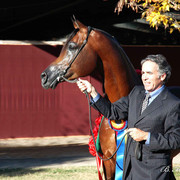 2009 U.S. National Arabian And Half-Arabian Purebred Halter Championships