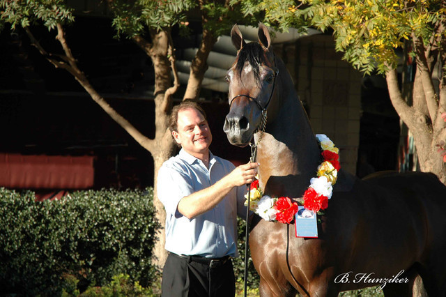 2009 U.S. National Arabian And Half-Arabian Purebred Halter Championships
