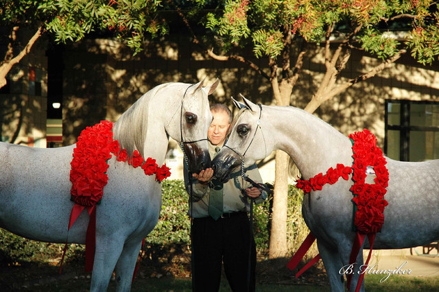 2009 U.S. National Arabian And Half-Arabian Purebred Halter Championships