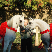 2009 U.S. National Arabian And Half-Arabian Purebred Halter Championships