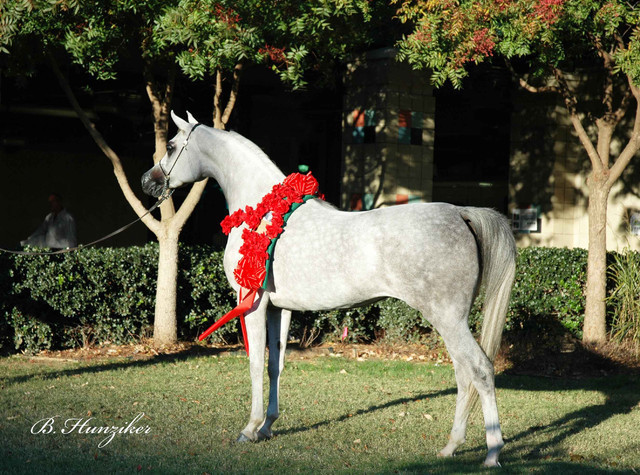 2009 U.S. National Arabian And Half-Arabian Purebred Halter Championships