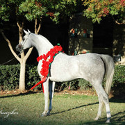 2009 U.S. National Arabian And Half-Arabian Purebred Halter Championships