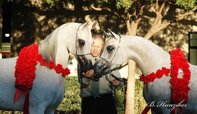 2009 U.S. National Arabian And Half-Arabian Purebred Halter Championships