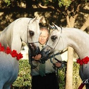 2009 U.S. National Arabian And Half-Arabian Purebred Halter Championships