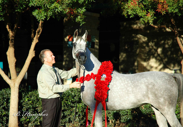 2009 U.S. National Arabian And Half-Arabian Purebred Halter Championships