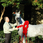 2009 U.S. National Arabian And Half-Arabian Purebred Halter Championships