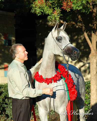 2009 U.S. National Arabian And Half-Arabian Purebred Halter Championships