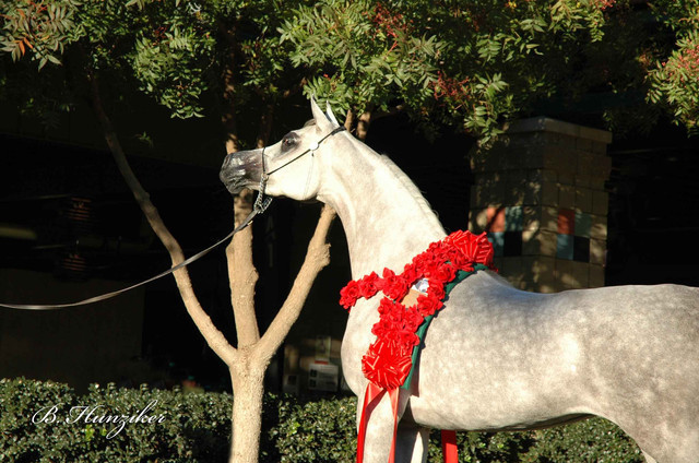 2009 U.S. National Arabian And Half-Arabian Purebred Halter Championships