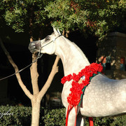 2009 U.S. National Arabian And Half-Arabian Purebred Halter Championships